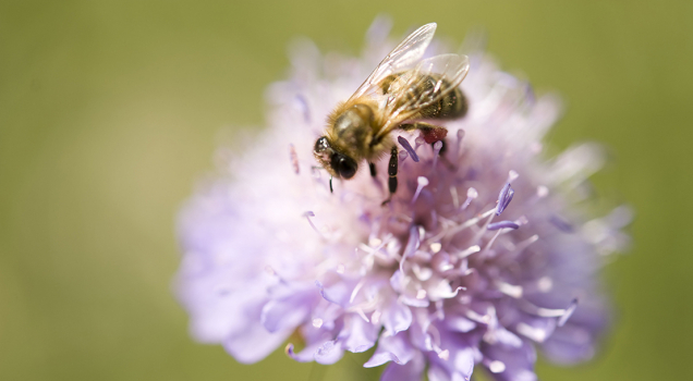 plan en faveur des insectes