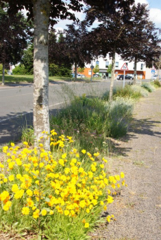 enquête pieds d'arbre