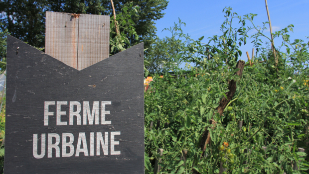 ferme urbaine