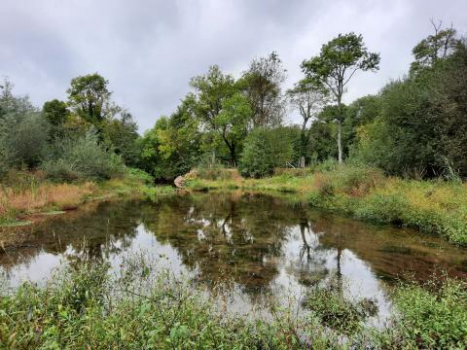 Restauration continuité écologique d'une rivière urbaine