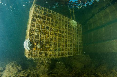 DES BIOHUTS POUR UN PORT PROPRE