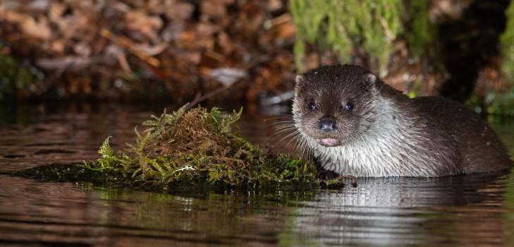 État des lieux de la biodiversité en Centre-Val de Loire