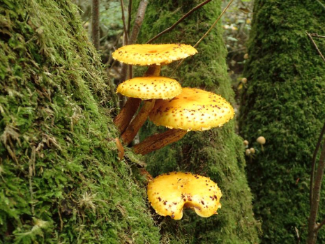 Pholiota limonella dans le Parc naturel de Trousse-bois à Briare