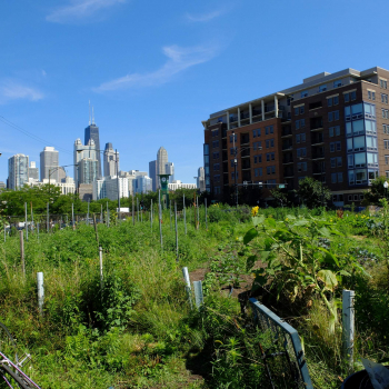 Agriculture urbaine