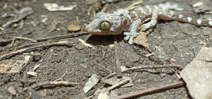 Gecko tokai. Crédit photo : Fabian Rateau