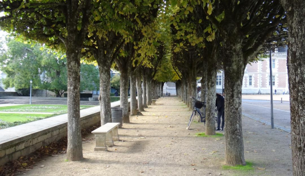 Protection des allées d'arbres et alignements d'arbres