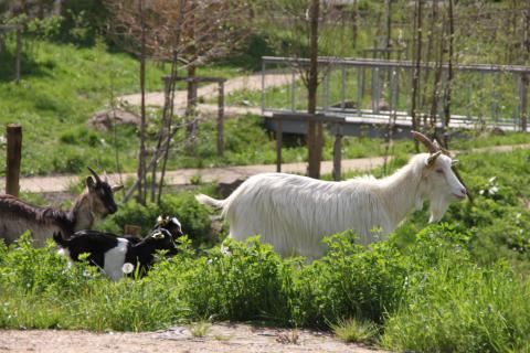 GESTION ÉCOLOGIQUE DE L’ESPACE NATUREL DE LA PRAIRIE DU MOULIN JOLY EN MILIEU URBAIN