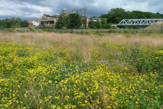 Des friches rendues à la nature, transformées en forêts ou en parcs cultivés et entretenus © G. Lemoine