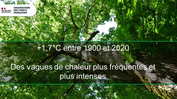 observatoire forêts