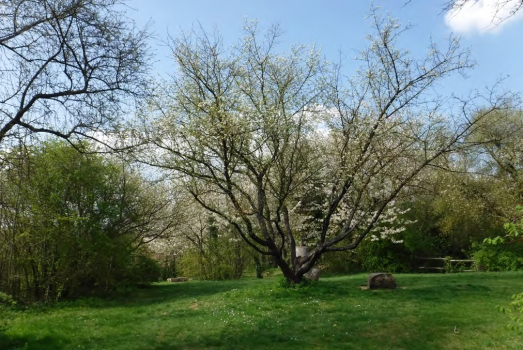 jardin de lanezay