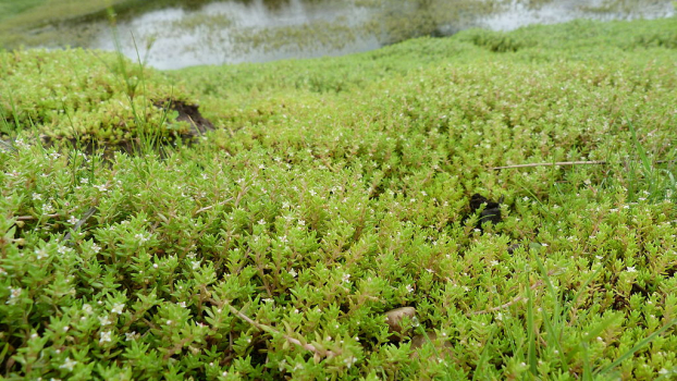 Crassule de Helms (Crassula helmsii). Crédit photo : Benjamin Blondel, CC BY-SA 4.0 via Wikimedia Commons