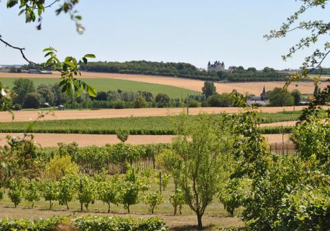 Chinon