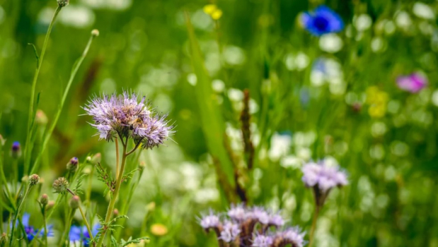 L'adaptation grandeur nature
