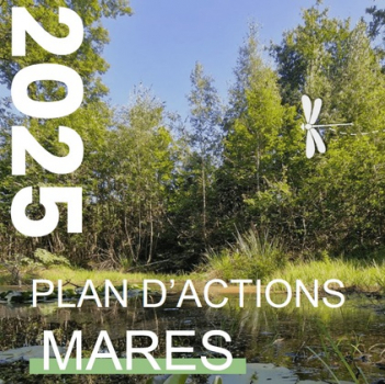 Plan d'actions mares