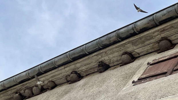 Biodiversité et bâti en ville et village