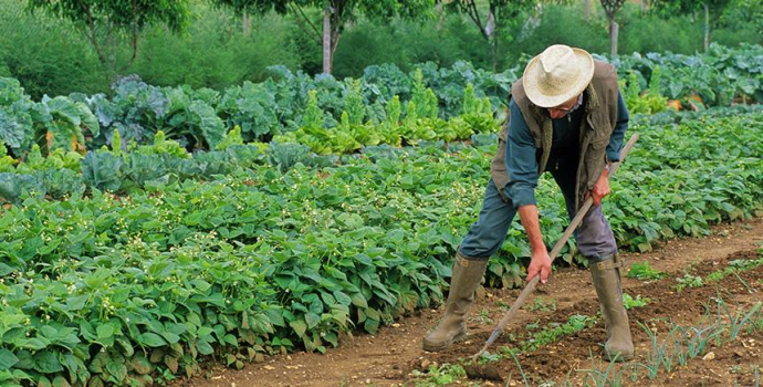 formation maraîchage CNFPT