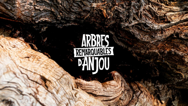 Arbres remarquables