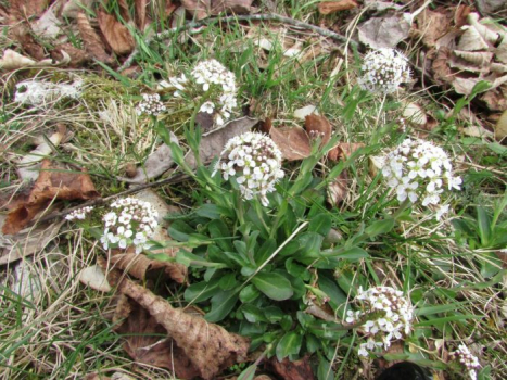 Le tabouret bleu (Noccaea caerulescens) est une plante capable d’extraire du zinc, du cadmium et du nickel des sols. Madeleine Dugois, CC BY-NC-SA