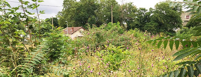 Institut Paris Région