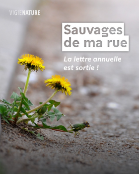 Sauvages de ma rue
