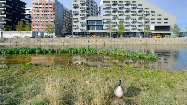 Trame blanche Cerema