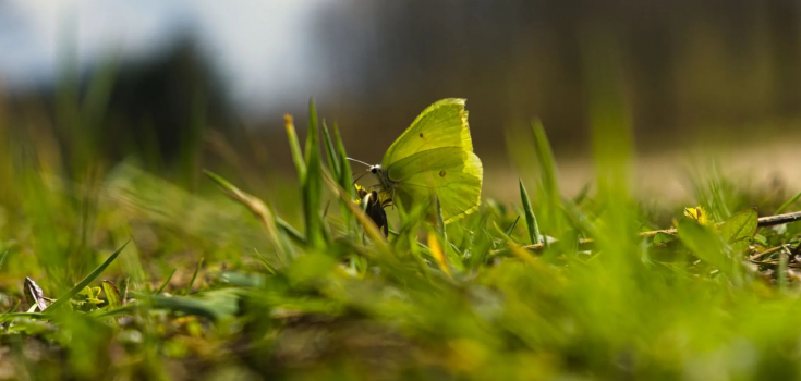 Bugs matter