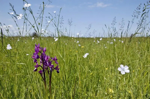 Plan national pour la restauration de la nature