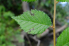 Aproceros leucopoda