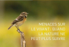 Oiseau dans un champ