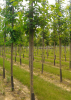 Plantons local en IDF