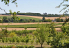 Chinon