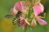 Enquête pollinisateur
